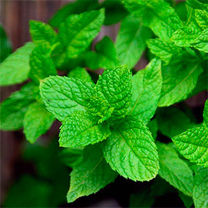 Мята вилоса "Mojito"