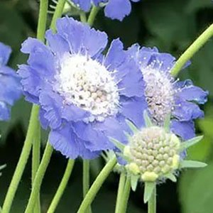 Скабиоза кавказская "Perfecta Blue"