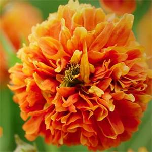 Гравилат гибридный "Orange Pumpkin"