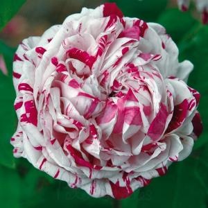 Роза "Variegata di Bologna"