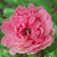 Шиповник (роза) сортовой "Pink Grootendorst"