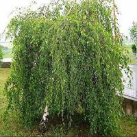 Береза полезная "Long Trunk"