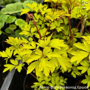 Дицентра изящная "Yellow Leaf"