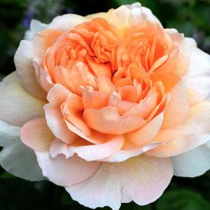 Роза "The Lady Gardener"