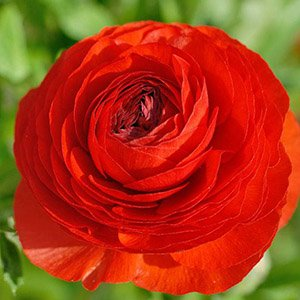 Ранункулюс Red