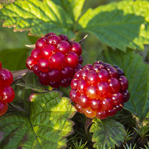Княженика обыкновенная "Anna"