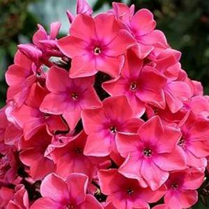 Флокс метельчатый "Windsor"