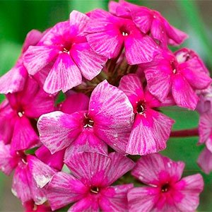 Флокс метельчатый "Хозяйка Медной Горы"