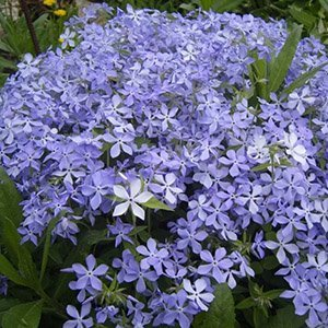 Флокс растопыренный "Blue Perfume"