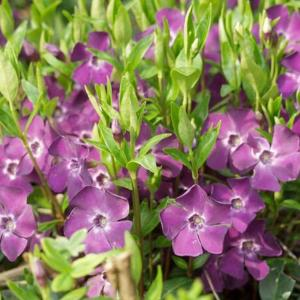 Барвинок малый "Atropurpurea"