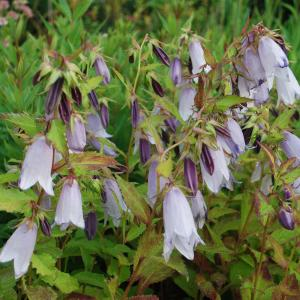 Колокольчик средний "Iridescent Bells"
