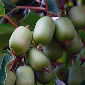 Актинидия аргута "Эстафета"