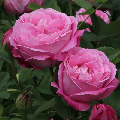 Роза "Mrs John Laing"