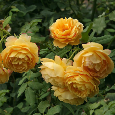 Роза "Golden Celebration"