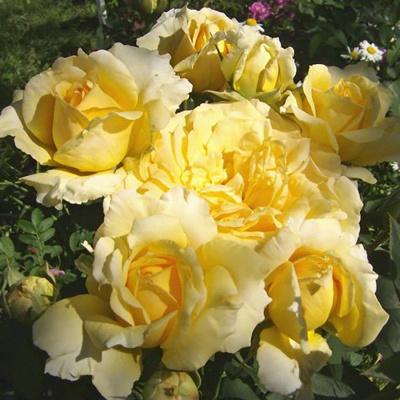Роза "Guy's Gold"