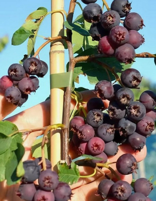 Ирга ольхолистная "Honeywood" (Ханивуд)