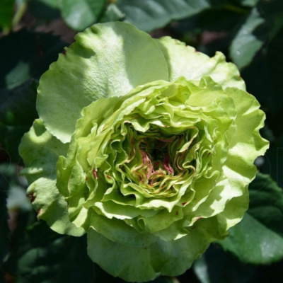 Роза "Super Green"