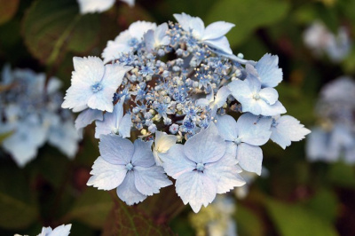 Гортензия крупнолистная "Blue deckle"