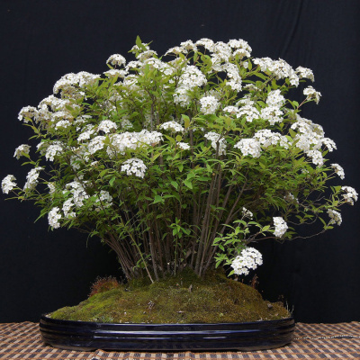 Спирея японская "Albiflora"