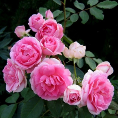 Роза "Prairie Joy"