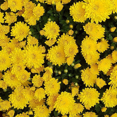 Хризантема мультифлора "Daf Yellow"