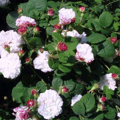 Роза "Leda / Painted Damask"