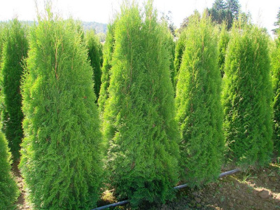 Туя западная "Pyramidalis Compacta"