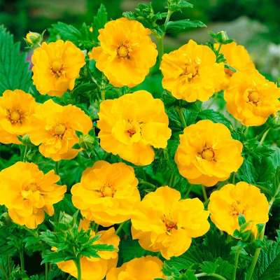 Гравилат чилийский "Tosai Yellow"