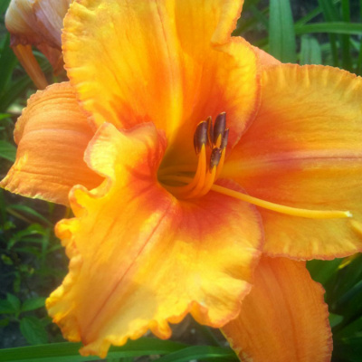 Лилейник "Tropical Summer"