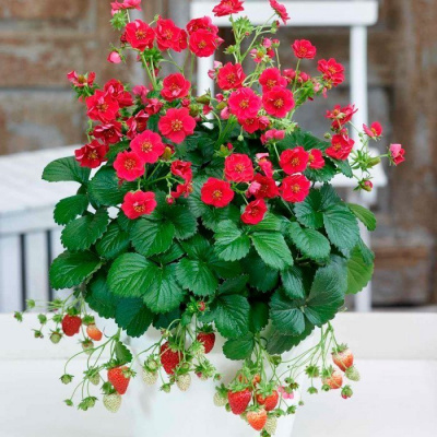 Земляника "Summer Breeze Red"