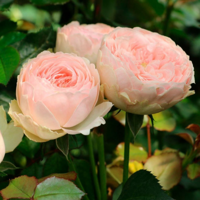 Роза "Mansfield Park"
