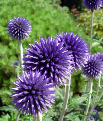 Мордовник банатский "Blue Globe"