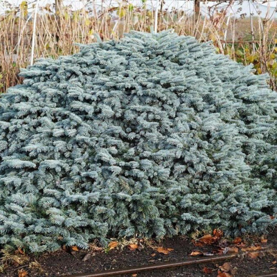 Ель колючая "Karpaten"
