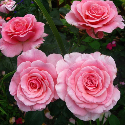 Роза "Tickled Pink"