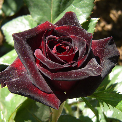 Роза "Black Baccara"