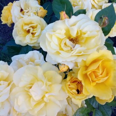 Роза "Garden Princess"