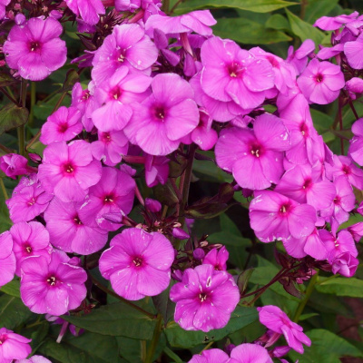 Флокс метельчатый "Purple Paradise"