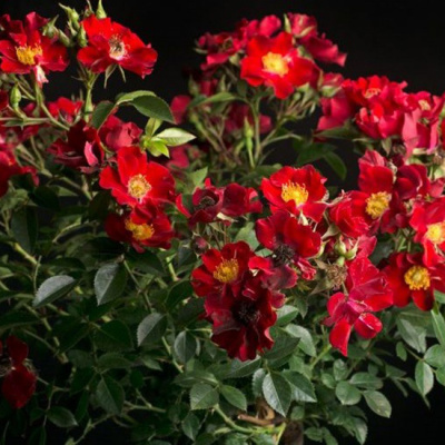 Роза "Bienenweide Rot"