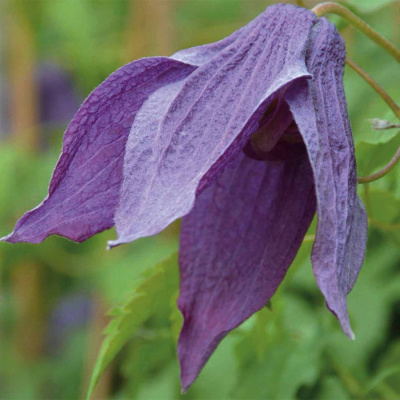 Клематис "Violet Lampion (Orion)"