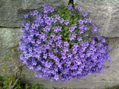 Колокольчик пожарского "Blue"