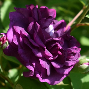 Роза "Rosier Eveque"