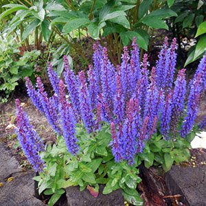 Шалфей дубравный "Sensation Compact Violet"