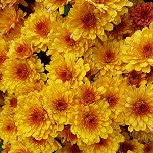 Хризантема мультифлора "Sunbeam Flame"
