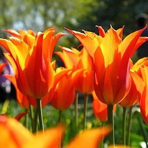 Тюльпан "Ballade Orange"