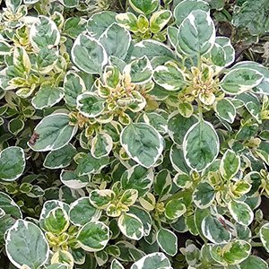 Душица обыкновенная "Variegata"