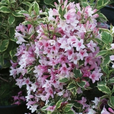 Вейгела "Nana Variegata"