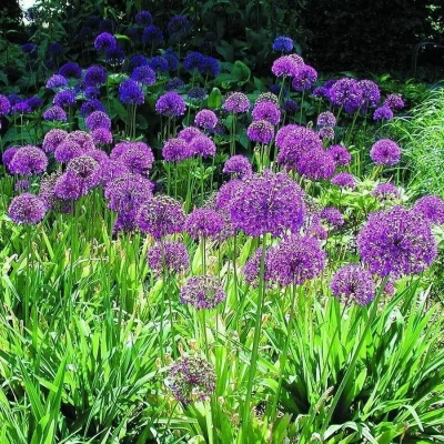 Аллиум (лук) афлатунский "Purple Sensation"
