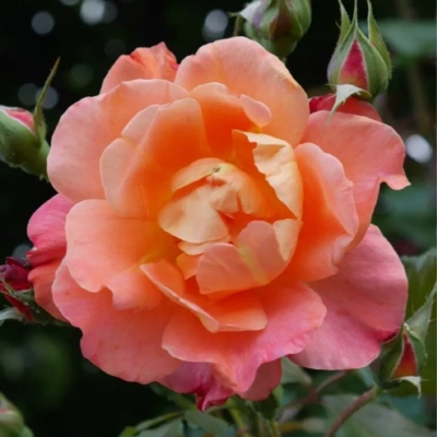 Роза "Fragrant Delight"