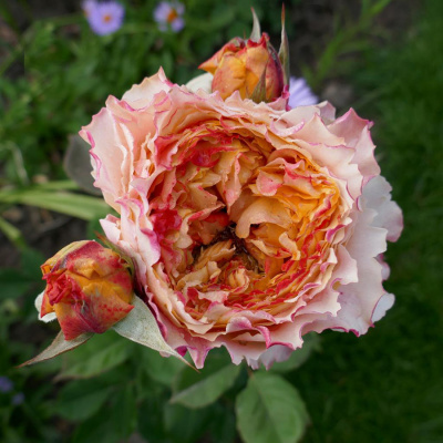 Роза "Caraluna"