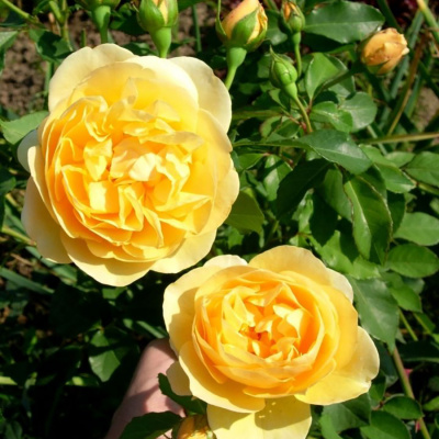 Роза "Dukat"